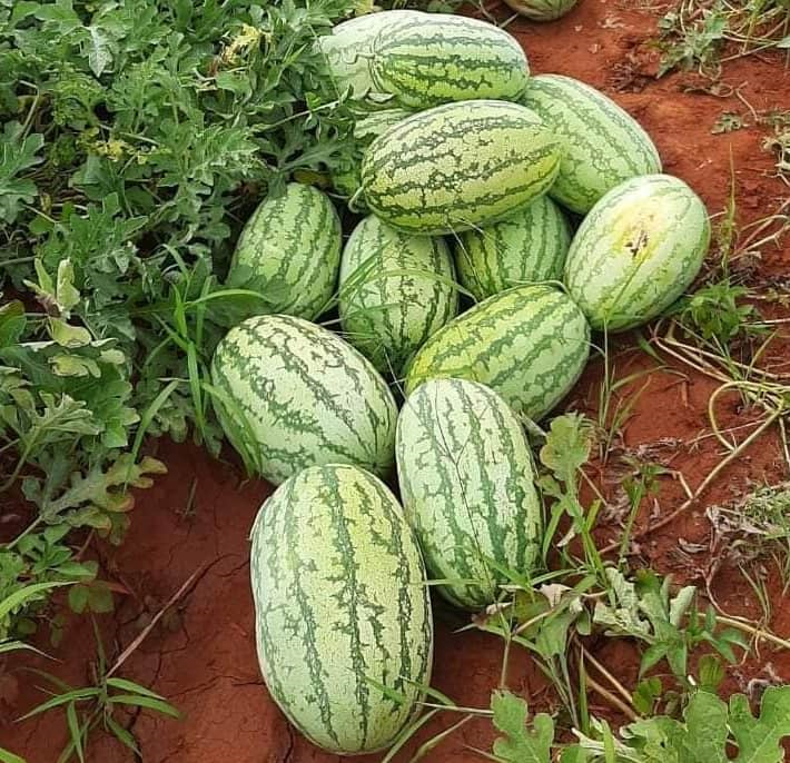 Watermelon Farming Program/ Planting Guide - Agropests