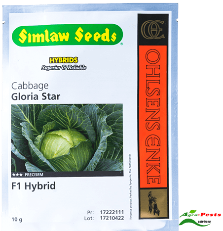 Gloria Star F1 cabbage 50g - Agropests